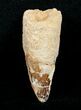 Bargain Spinosaurus Tooth - inches #4486-1